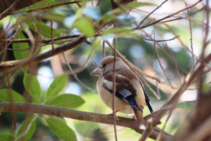 野鳥トレ78 ヒバリなど_b0227552_19064751.jpg
