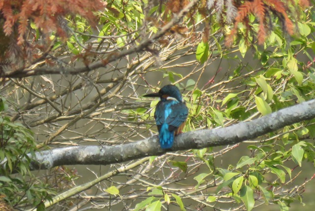 野鳥トレ78 ヒバリなど_b0227552_19070758.jpg