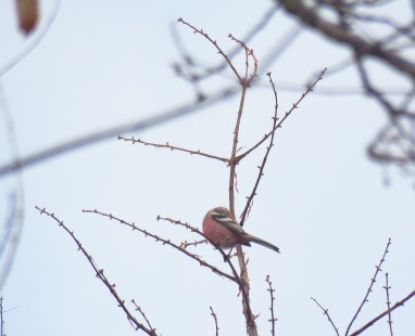 野鳥トレ78 ヒバリなど_b0227552_19071557.jpg