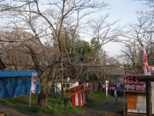 本日（３／３１）の鶴舞公園の桜の開花状況_c0363752_14032305.jpg