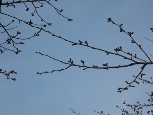 本日（３／３１）の鶴舞公園の桜の開花状況_c0363752_14032909.jpg