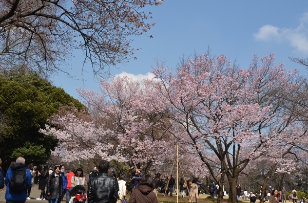 新宿御苑の桜_e0020957_13355364.jpg