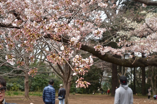 新宿御苑の桜_e0020957_13361719.jpg