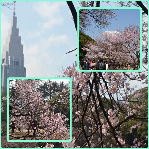 新宿御苑の桜_e0020957_13375030.jpg