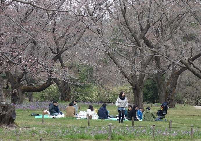 今日の花見ａｔ立川昭和記念公園_d0202960_17105713.jpg