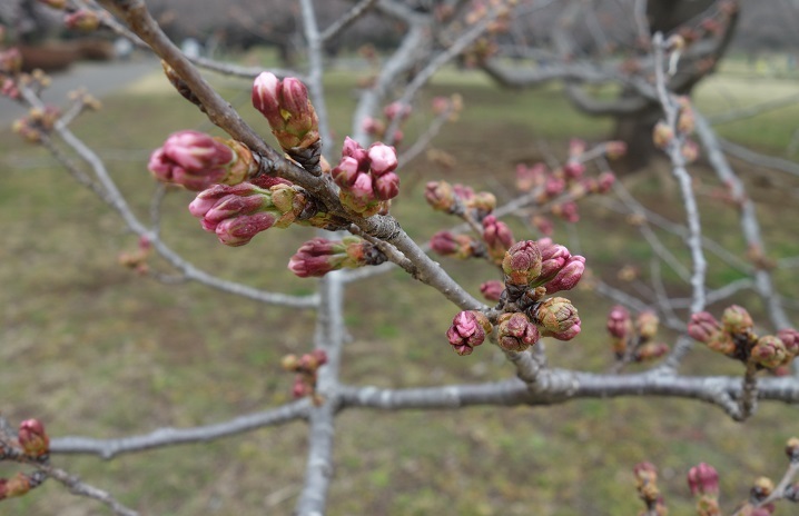 今日の花見ａｔ立川昭和記念公園_d0202960_17111440.jpg