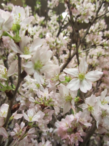 桜咲いて 母校 大分県立別府青山高等学校が本日、2017年(平成29年)3月31日(金)閉校します♡。*.゜。*・。♬♪ 十☆_a0053662_19074348.jpg