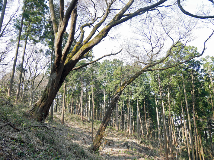 六国見山のシンボルツリー「夫婦桜」が満開！3・30_c0014967_818226.jpg