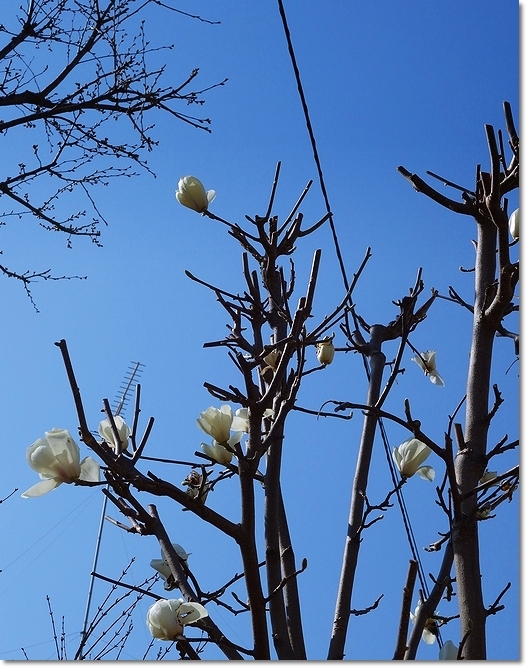 ◆桜か桃か杏か悩む春の花･･･３月も終わりですね～(*\'-\')_e0357082_18313061.jpg