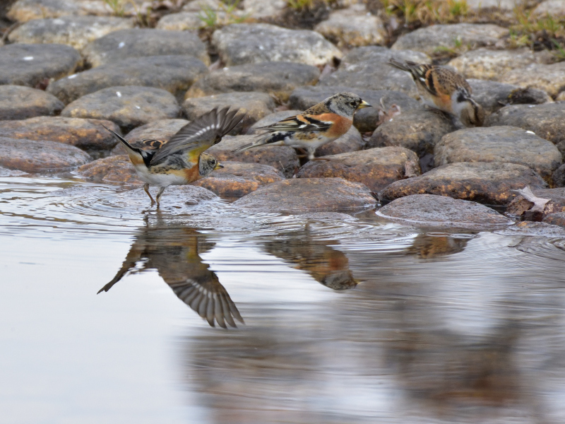 水辺のアトリ_f0202686_20140622.jpg