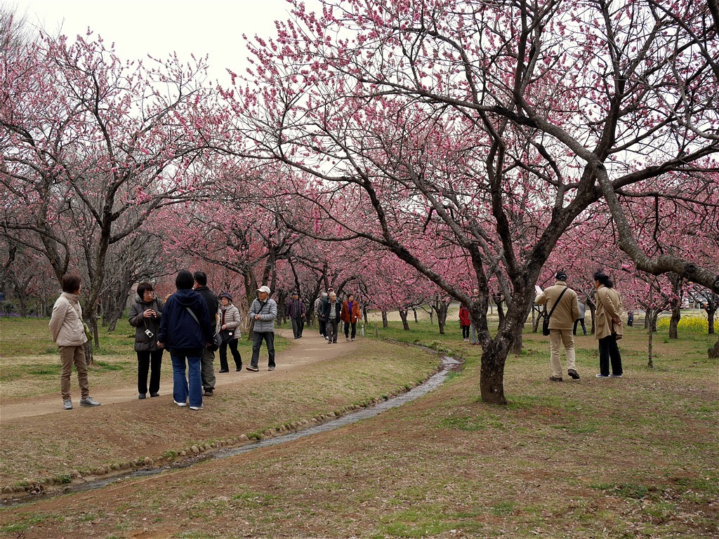 古 河 桃 ま つ り_e0139788_16215504.jpg