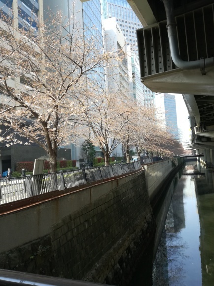 東京の桜_f0374388_08570924.jpg
