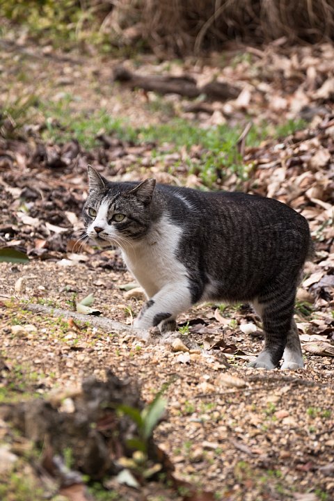 桜まだきの桜猫たち_d0353489_9254734.jpg