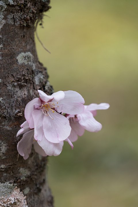 桜まだきの桜猫たち_d0353489_927424.jpg
