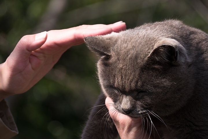 桜まだきの桜猫たち_d0353489_9344784.jpg
