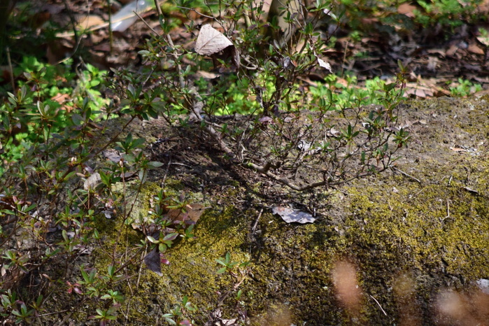 a0127090_1928818.jpg