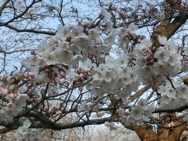 a0319693_88141.jpg