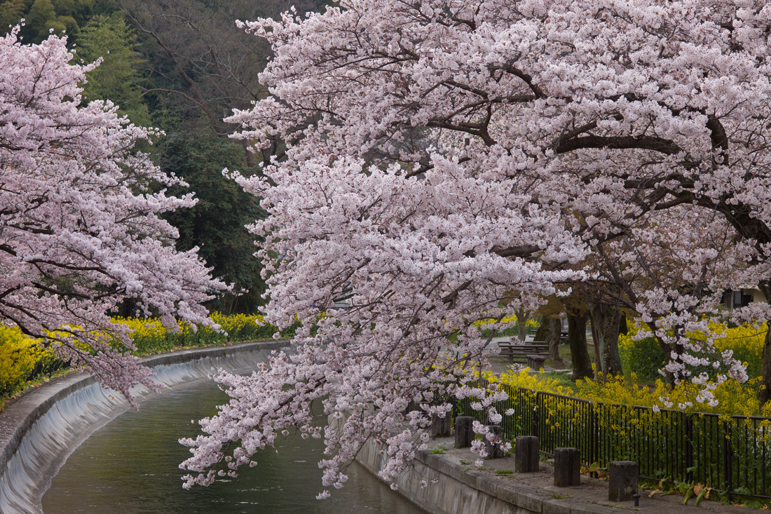 桜回想 (1) 山科疏水・2011年_b0221605_992313.jpg