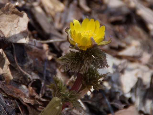 a0345007_20183727.jpg