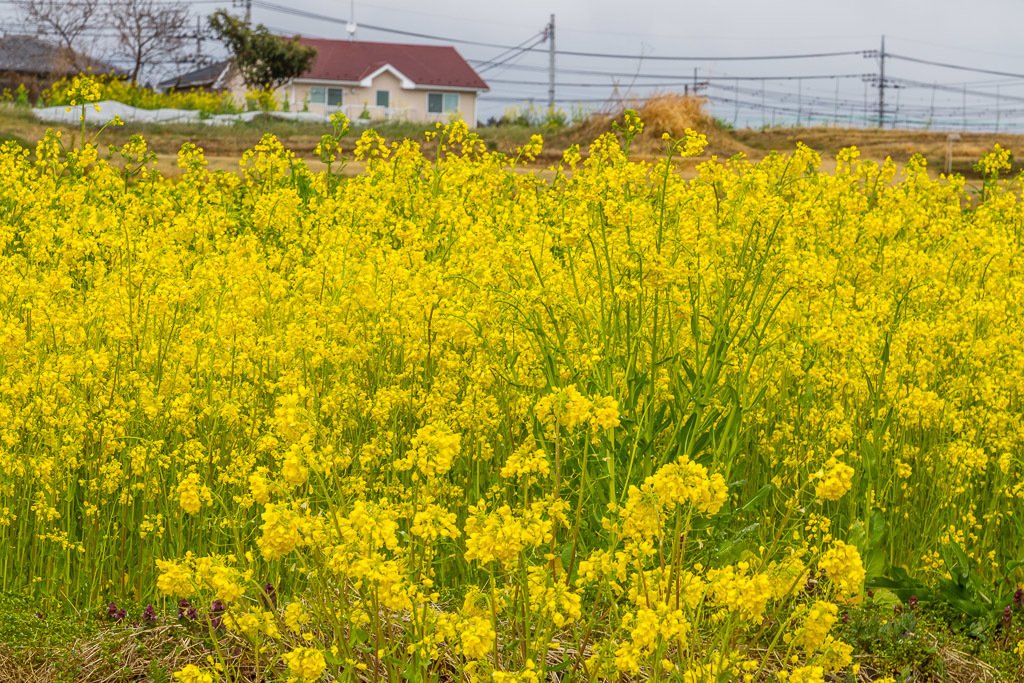 菜の花咲く_b0010915_21552040.jpg