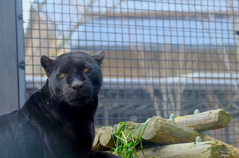 京都市動物園　みんな魅せてくれる_a0278716_22241496.jpg