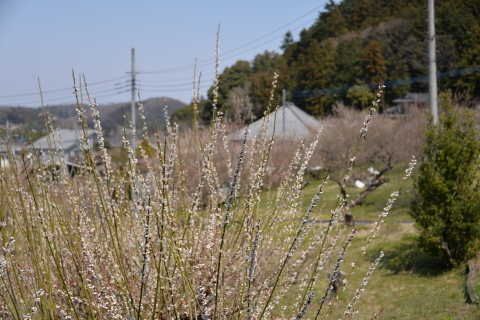 越生の風景_e0335926_11291678.jpg