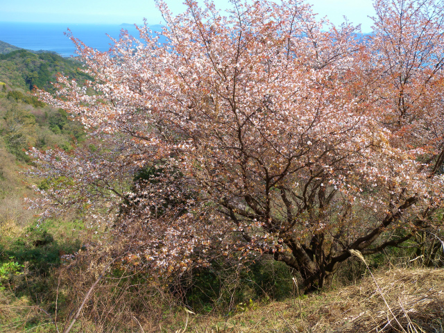 大岩の山桜三分咲き＆白石山の一本桜は満開見頃！_e0272335_21112481.jpg