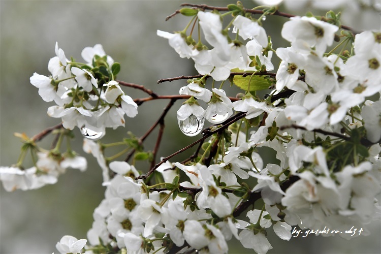 「雨上がり」_b0343543_21262809.jpg