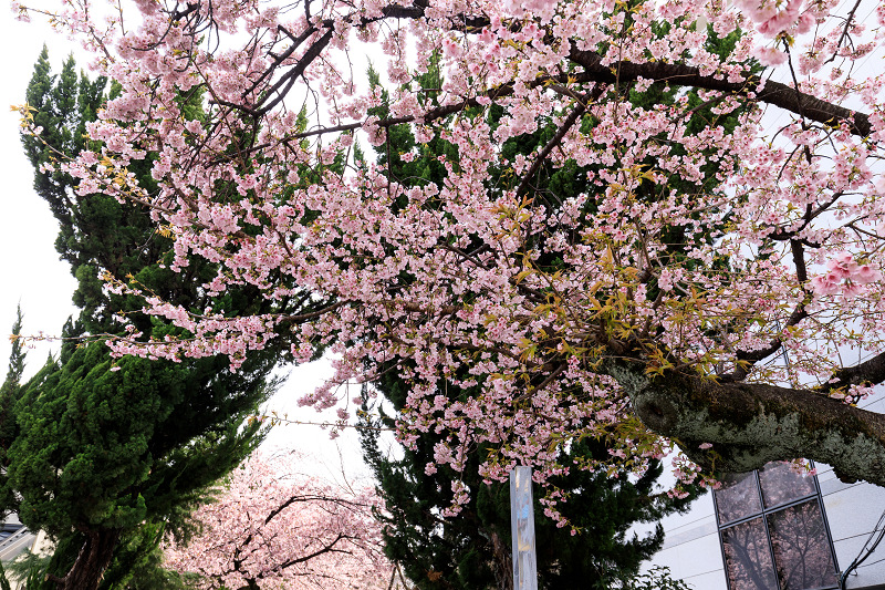 京都の桜2017 南浜小学校の修善寺寒桜_f0155048_22394836.jpg