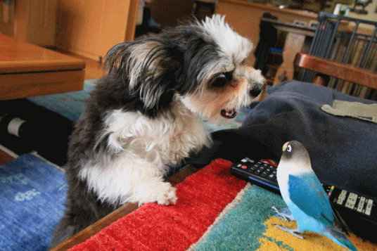 c0145250_15532121.gif
