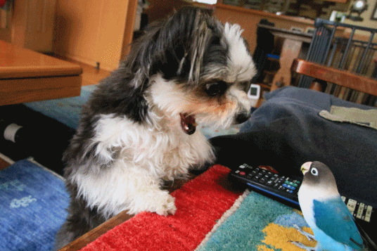 c0145250_15532456.gif