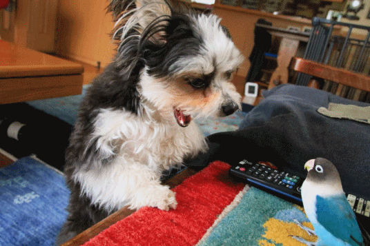 c0145250_15532785.gif