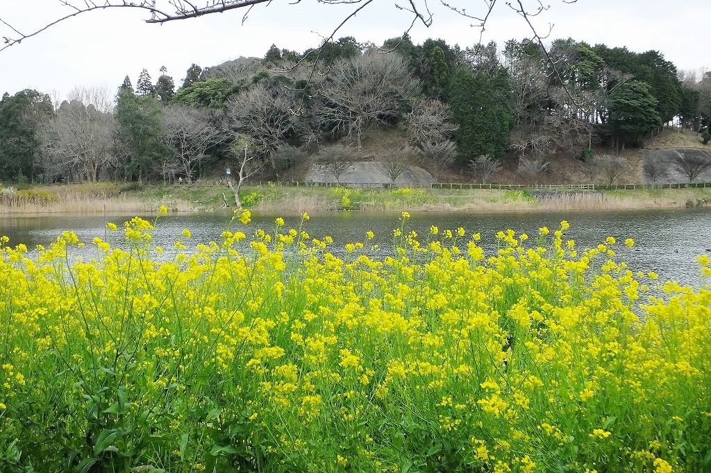 袖ケ浦公園の菜の花と桜など_b0236251_10543875.jpg