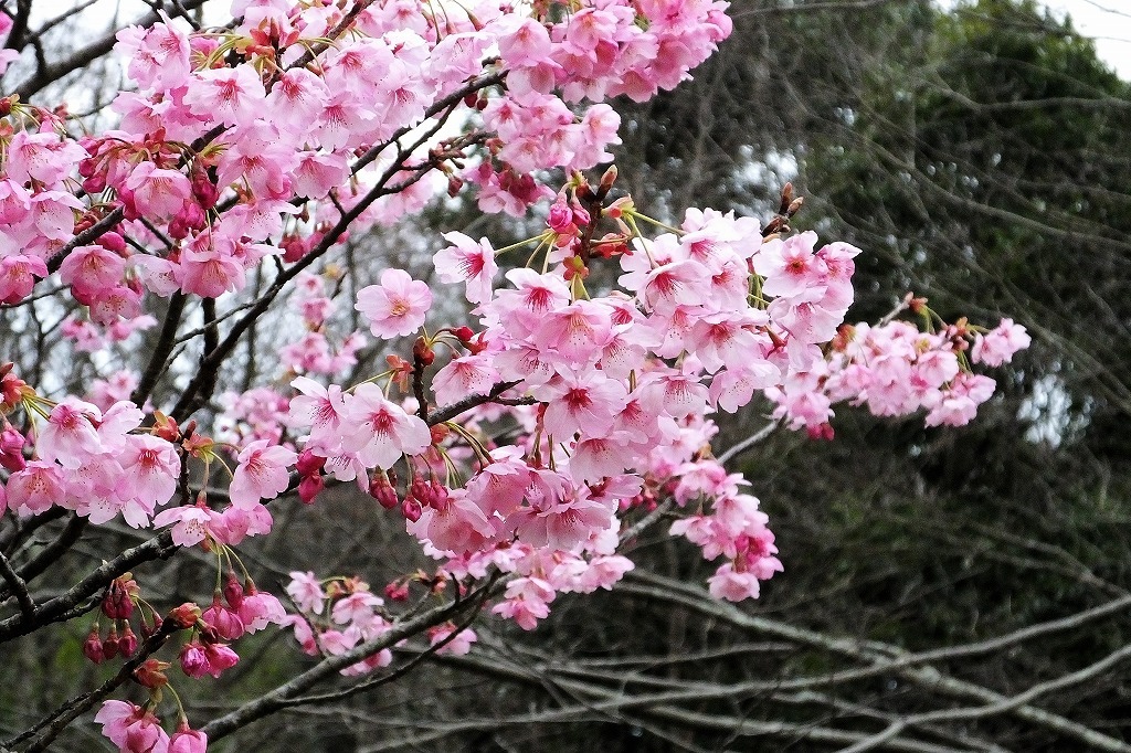 袖ケ浦公園の菜の花と桜など_b0236251_11004784.jpg