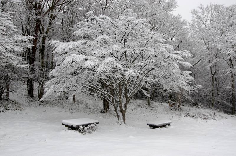 雪でした。_c0238352_21211930.jpg