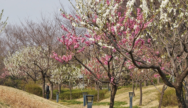 藤田邸跡公園の桃　_b0063958_72598.jpg