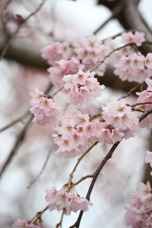 枝垂れ桜が咲いてました。_c0272958_12455075.jpg