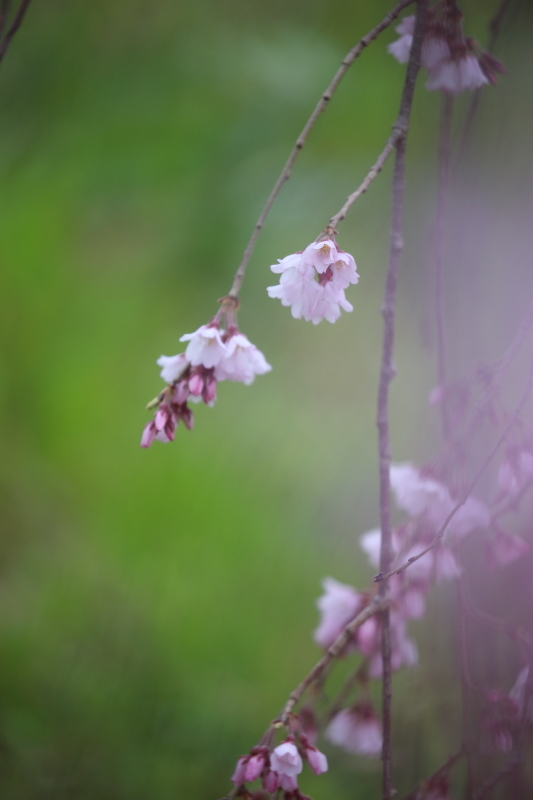 枝垂れ桜が咲いてました。_c0272958_12473706.jpg