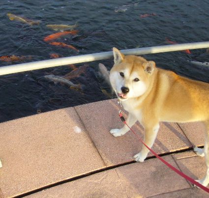 ’17,4,1(土)4月になったのに寒すぎます!_f0060461_08130508.jpg