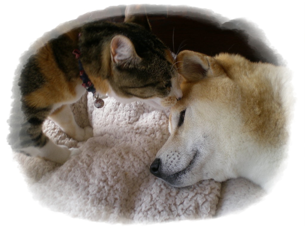 ’17,4,1(土)4月になったのに寒すぎます!_f0060461_08400037.jpg