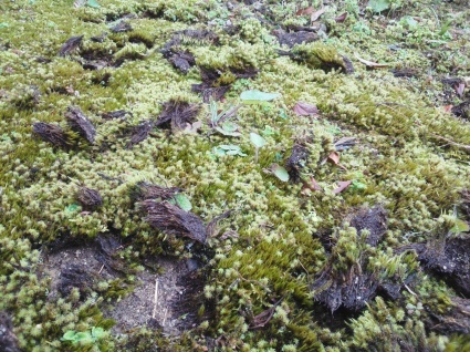 落ち椿、苔おこし…_b0368362_23364309.jpg