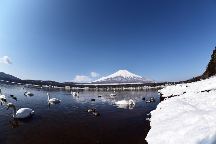 白鳥のいる山中湖_a0307264_12253865.jpg