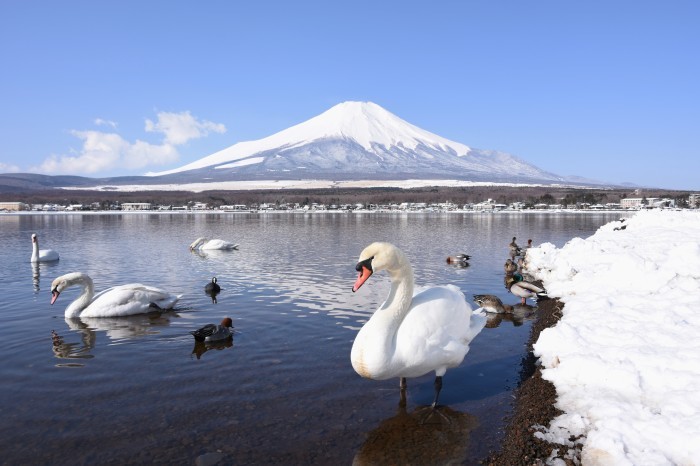 白鳥のいる山中湖_a0307264_12271582.jpg