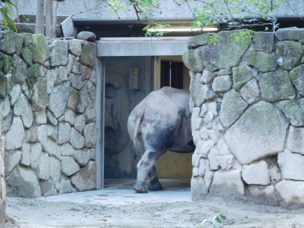 春のお江戸の夫婦クロサイ＠上野動物園　2017.03.28_e0266067_18532887.jpg