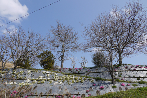 CROSSE　桜だより①　2017_c0334574_13225799.jpg