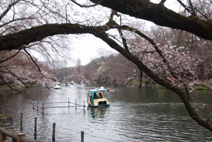 3月末日　井之頭公園の桜_b0207284_7505165.jpg