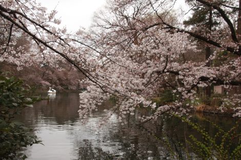 3月末日　井之頭公園の桜_b0207284_81406.jpg