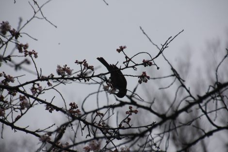 3月末日　井之頭公園の桜_b0207284_8143737.jpg