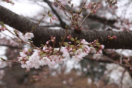 3月末日　井之頭公園の桜_b0207284_884684.jpg