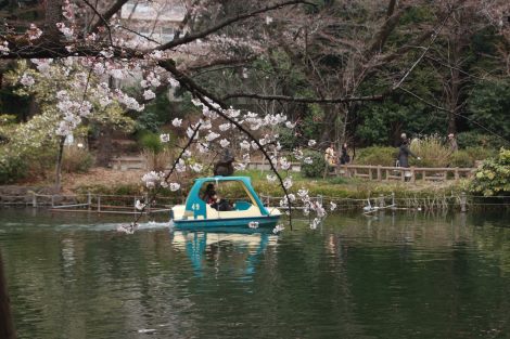 3月末日　井之頭公園の桜_b0207284_895869.jpg